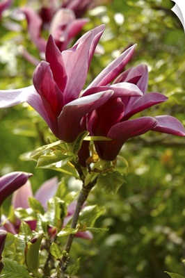 Pink Magnolia Flowers in Summer Garden
