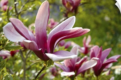Pink Magnolia flowers in summer garden