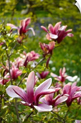 Pink Magnolia Flowers in Summer Garden