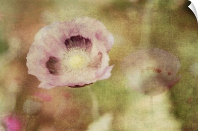 Pink Poppies