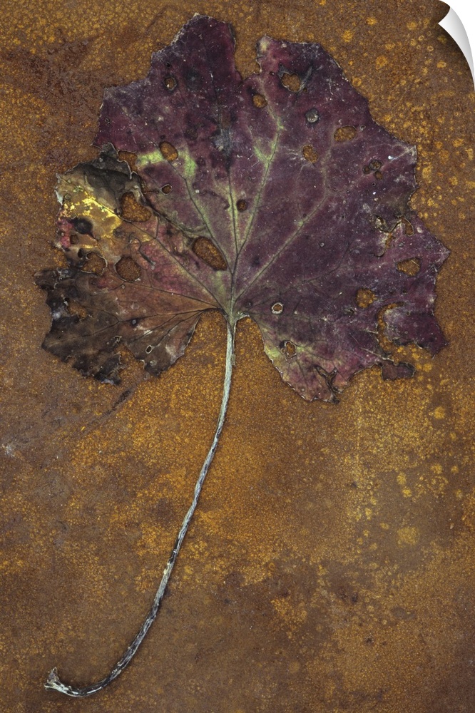 Purple and green leaf of Colts foot or Tussilago farfara lying with its stalk on rusty metal sheet