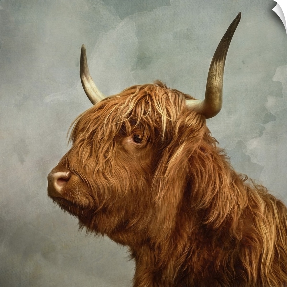 Proud portrait of a highland cow with horns.