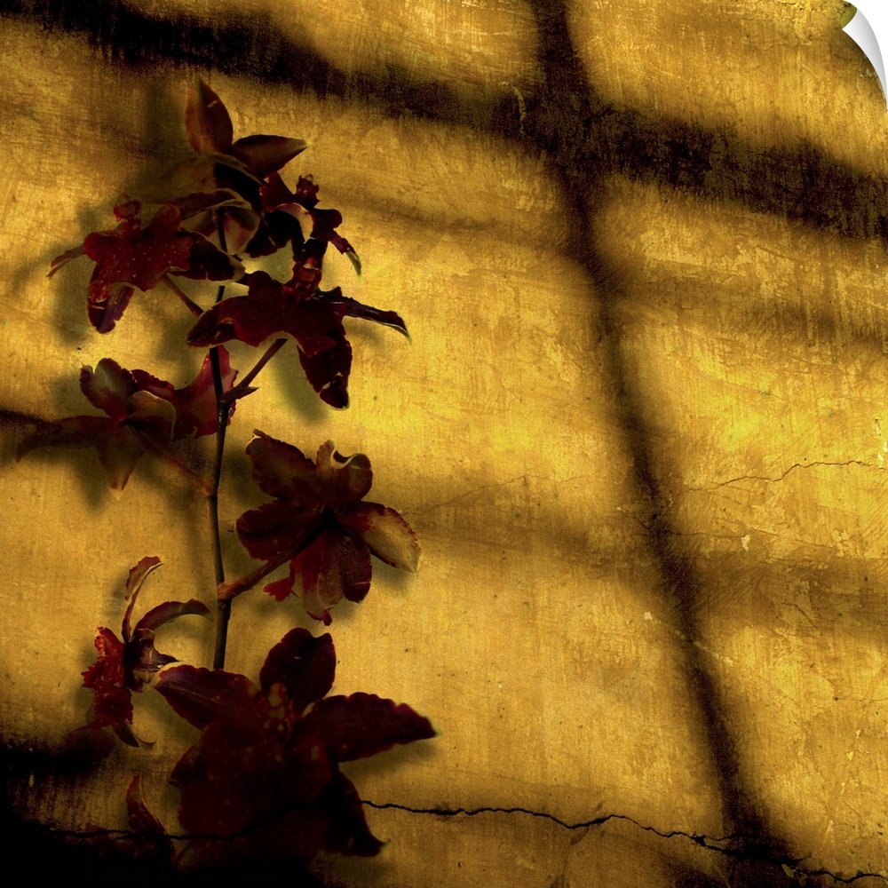 A blood-red orchid against a cracked, golden stucco wall catches the setting sun.