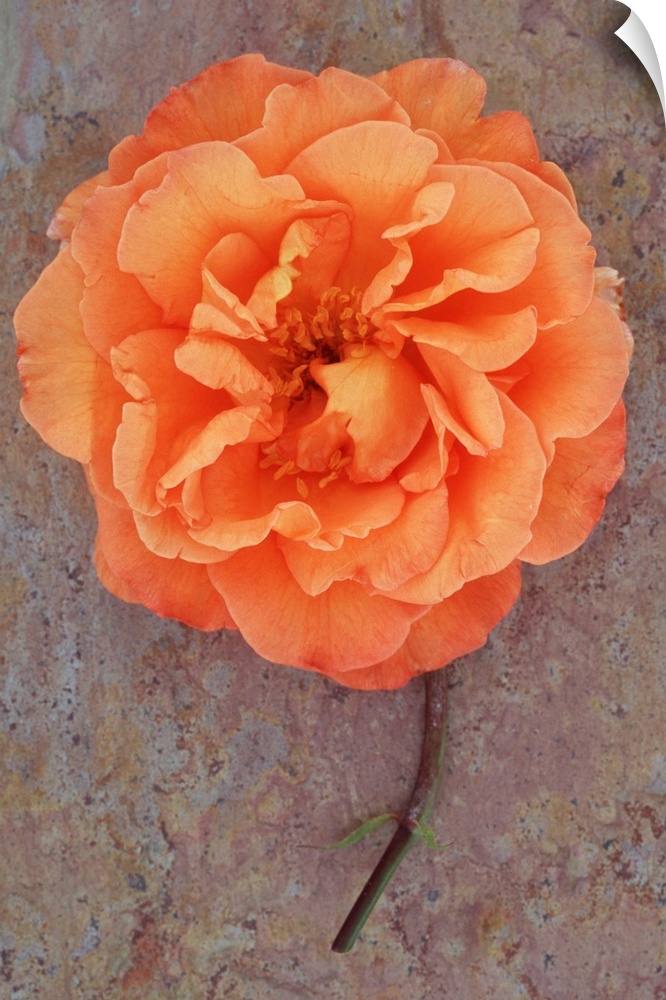 Single orange bloom of Rose or Rosa Sallys lying with its stem on marbled slate with pink tone