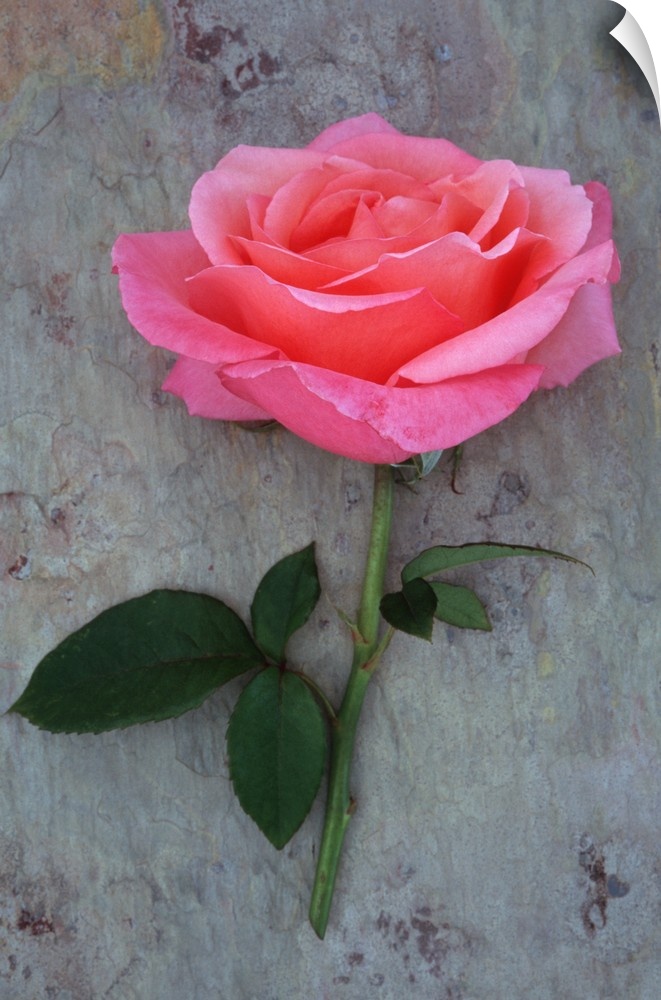 Single pink bloom of Rose or Rosa Lovely Lady lying with its stem on marbled slate with pink tone