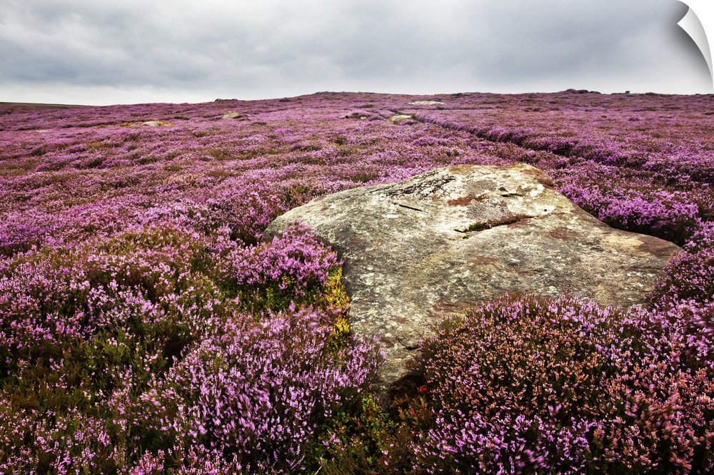 Remote rural location with heather in the north of England.
