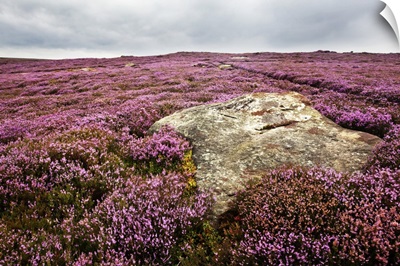 Stone And Heather Near Abraham Crags
