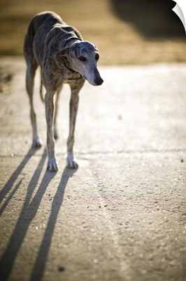 Stray dog, Seville, Spain