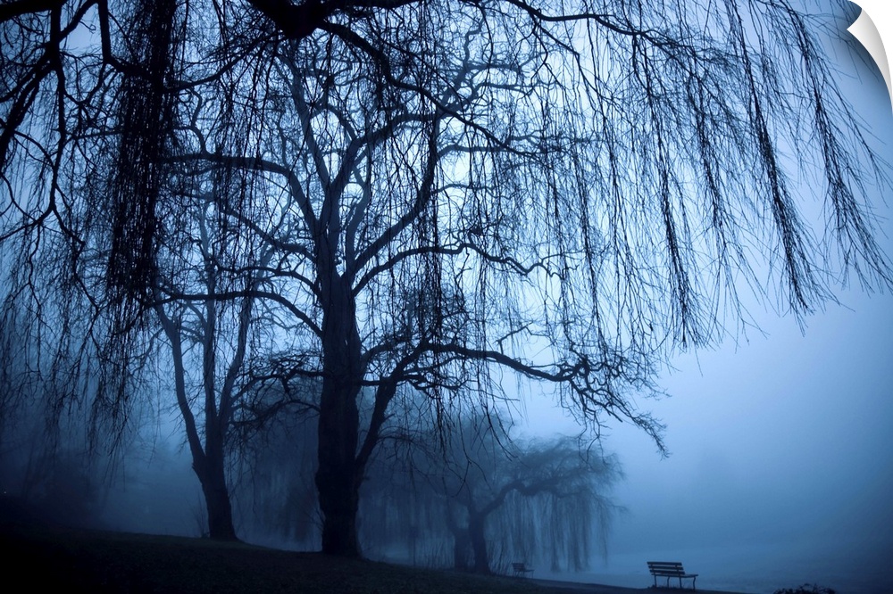 Two benched and weeping willow trees in the fog at Lost Lagoon.