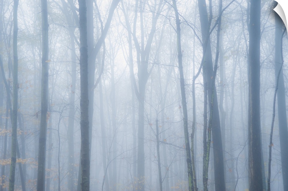 Moody mist descends on forest trees.