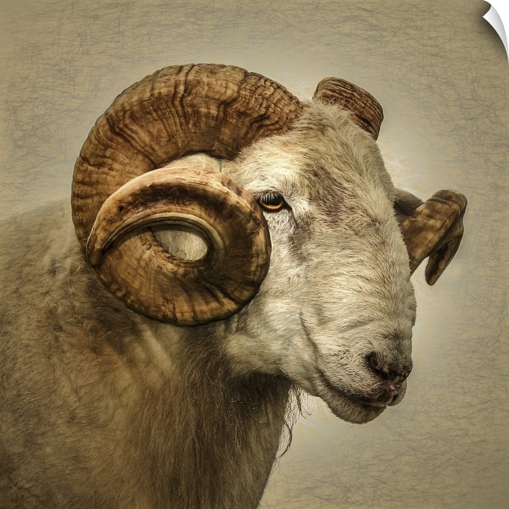Close up portrait of a majestic ram with large horns.