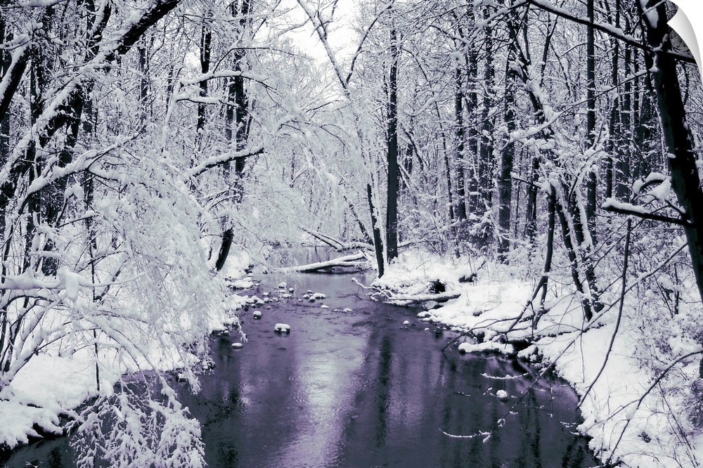 Trees covered with snow bend and lean over a creek that cuts through the thick forest.