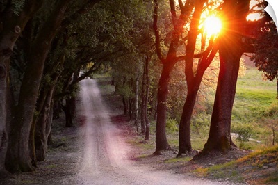 The sun flairs through trees overtop a gravel road in the countryside of Italy