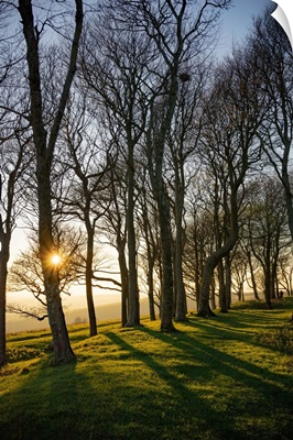 The Woodlands At Chanctonbury Ring On The Downlands Of Sussex