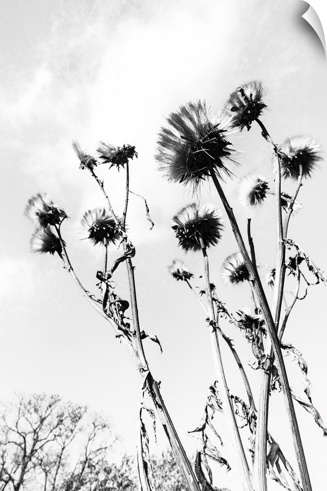 Low view of thistles in a garden.