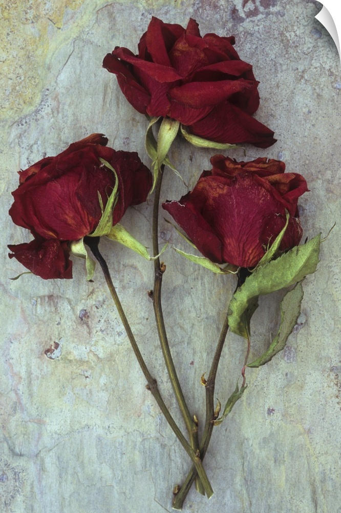Three dried deep red roses lying with their stems and leaves on marbled slate stone