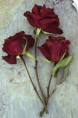 Three dried deep red roses with their stems and leaves on marbled slate stone