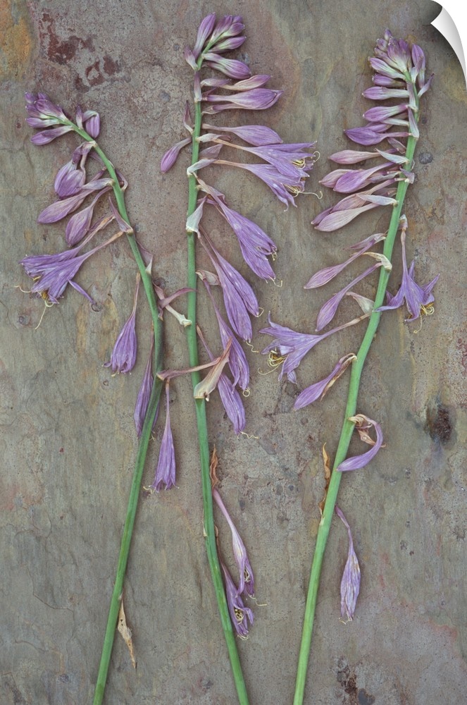 Three dried stems of lilac coloured flowers of Plantain lily or Hosta fortunei Albopicta lying on marbled sla