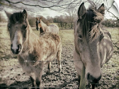 Three Ponies