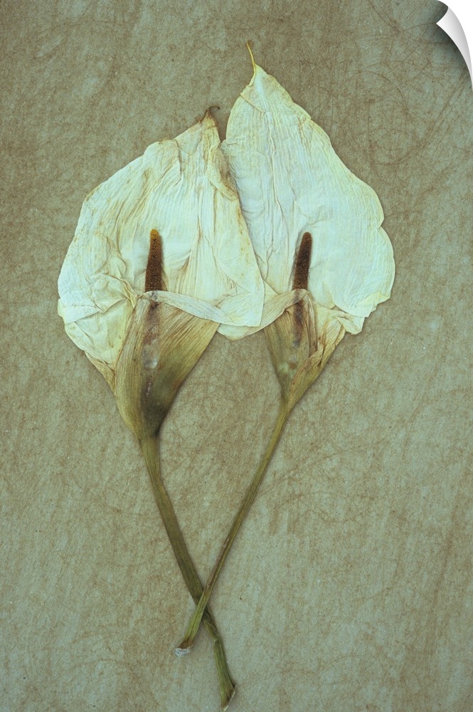 Two dried flowerheads of Arum or Calla lily or Zantedeschia aethiopica Crowborough lying on rough board