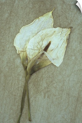 Two dried flowerheads of Arum or Calla lily lying on rough board II