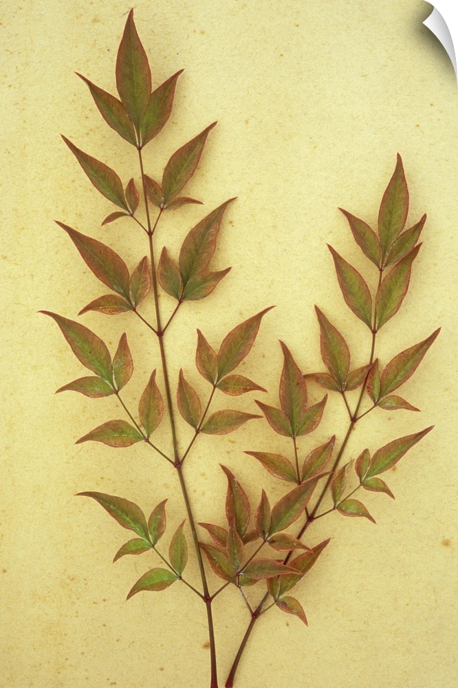 Two sprays of red leaves tinged with green of evergreen shrub Heavenly bamboo or Nandina domestica lying on antique paper