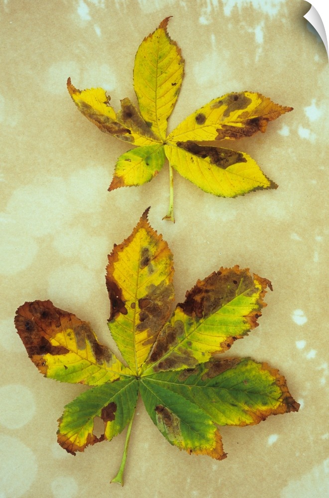 Two yellow brown and green autumn leaves of Horse chestnut or Aesculus hippocastanum tree lying on antique paper