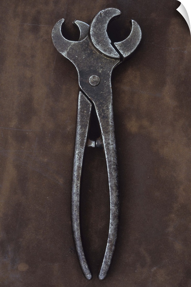 Vintage metal tool with twin heads used for applying tethering rings to noses of bulls or pigs lying closed on metal sheet