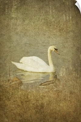 White swan on water with two other swans close by