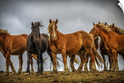 Wild Burguete Horses, Spain