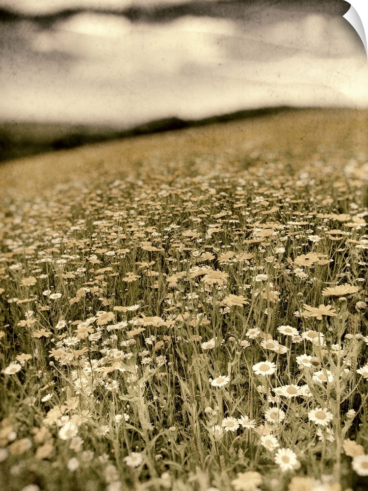Summer rural scene with field of wild flowers in meadow in England