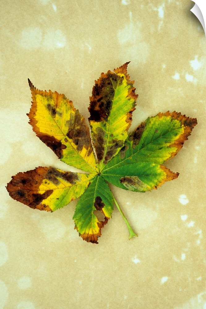 Yellow brown and green autumn leaf of Horse chestnut or Aesculus hippocastanum tree lying on antique paper