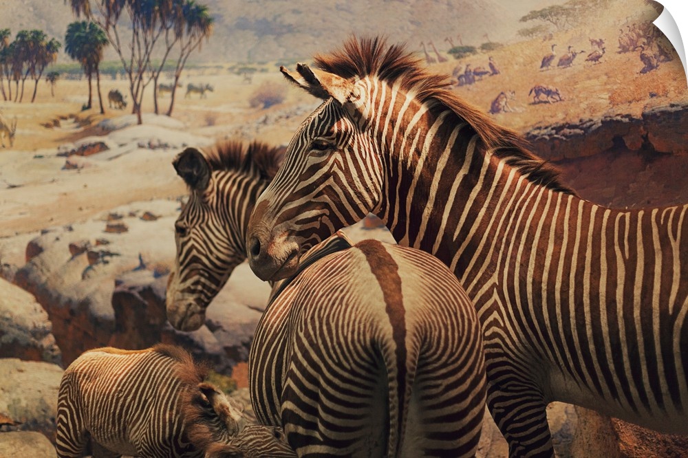 two zebras in the museum of natural history of new york city