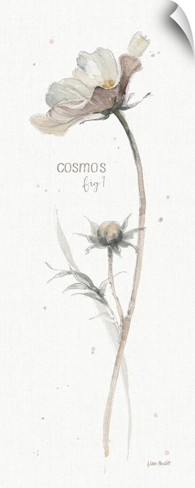 Decorative artwork of watercolor flower designed as a botanical study labeled as, 'Cosmos, fig. 1.'