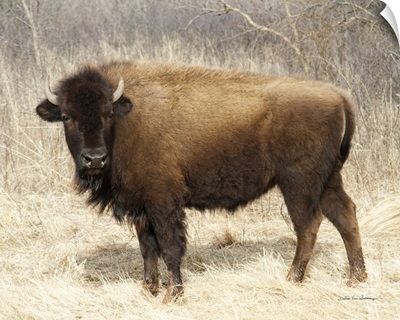 American Bison I