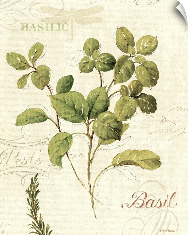 Watercolor print of a few sprigs of a basil herb on a background decorated with text and flourishes.
