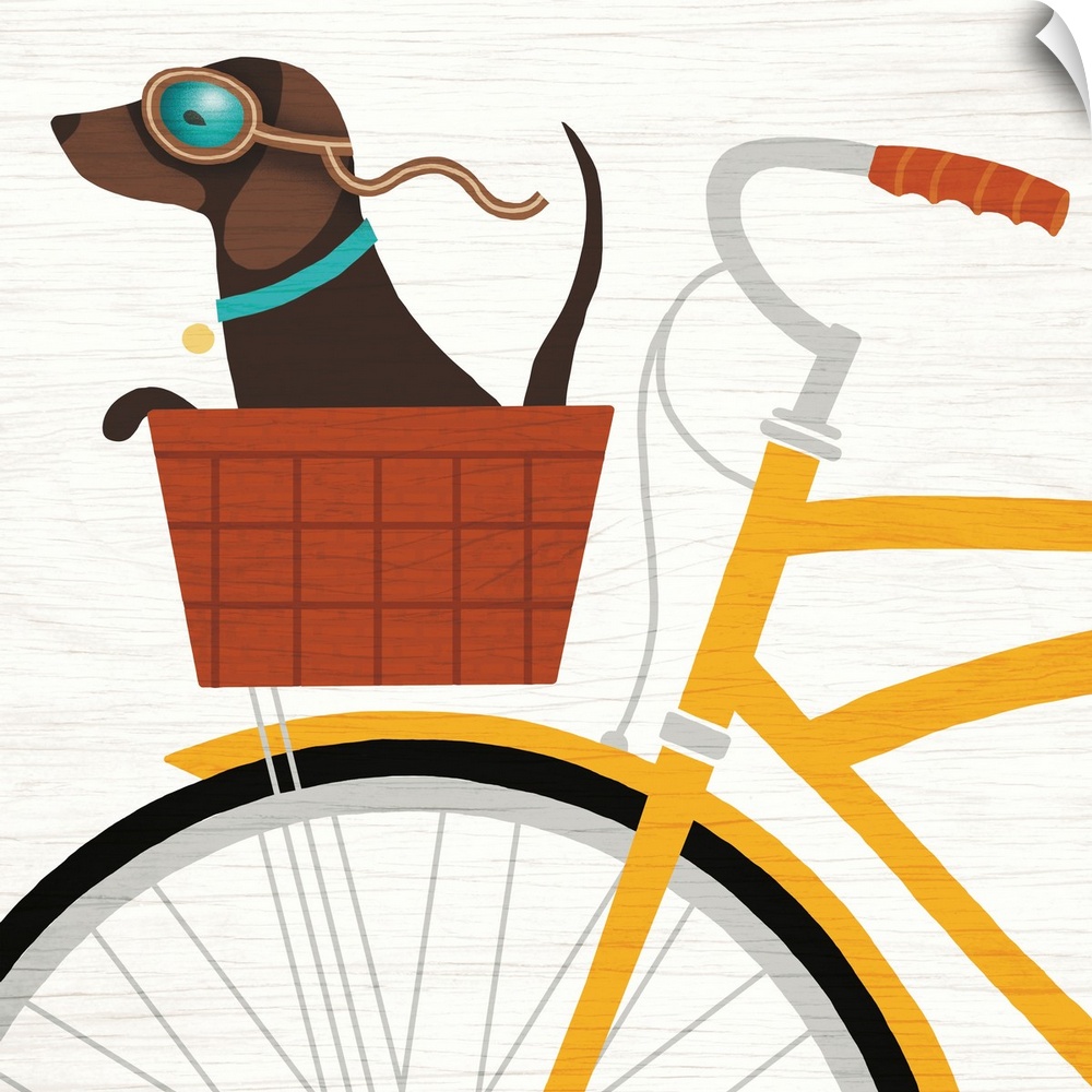 Illustration of a dachshund riding in the basket of a yellow bicycle with goggles on.