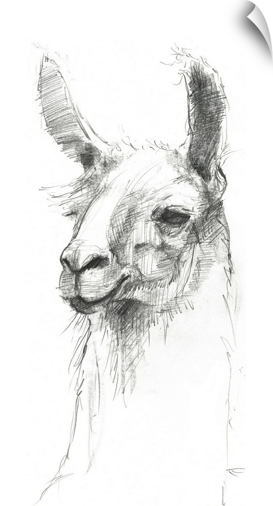 Graphite portrait of a cute llama.