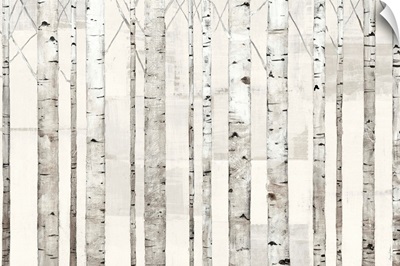 Birch Trees on White