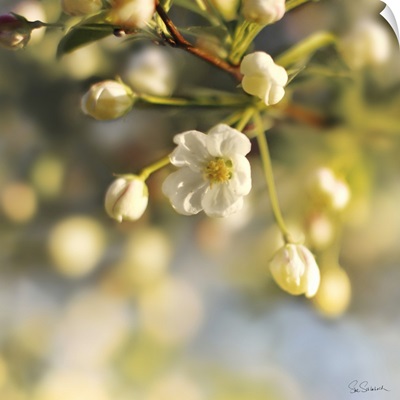Blush Blossoms II