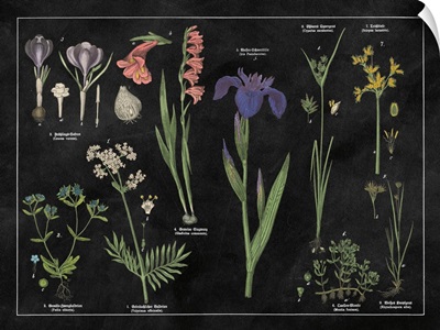 Botanical Floral Chart II Black and White