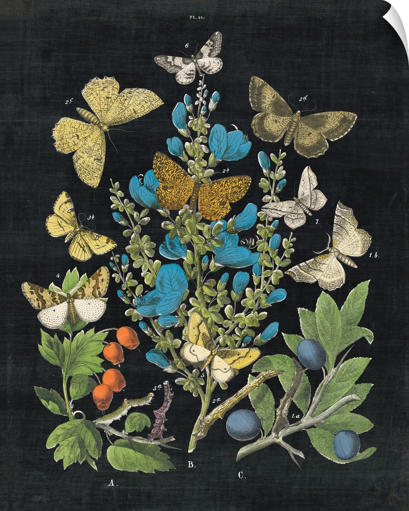 Vintage stylized botanical and zoological illustrations.