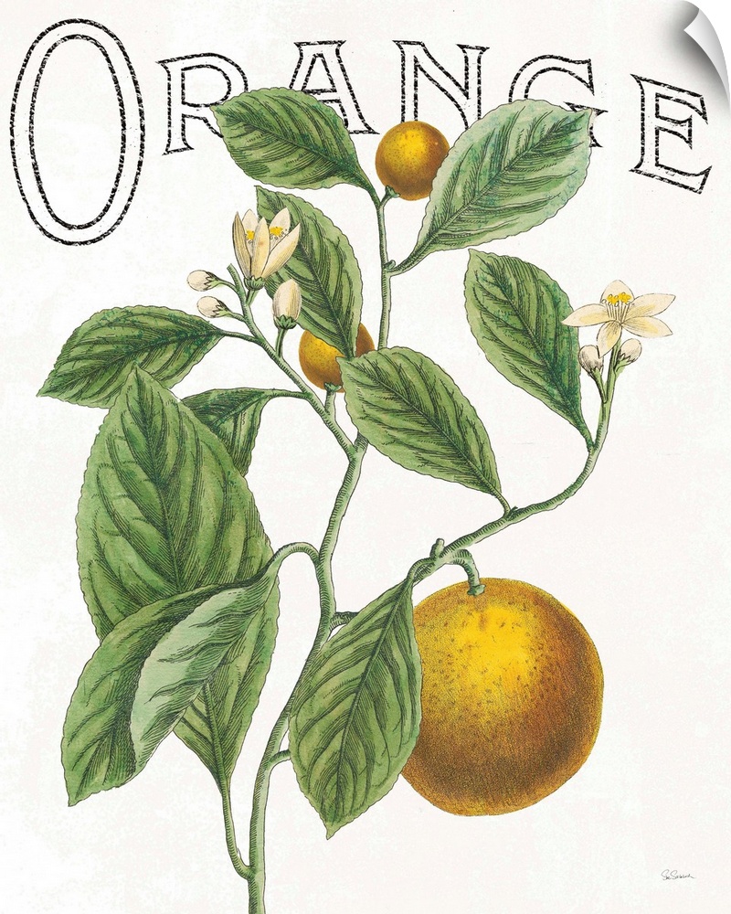 Illustration of oranges, leaves, and flowers with "Orange" written at the top on a white background.