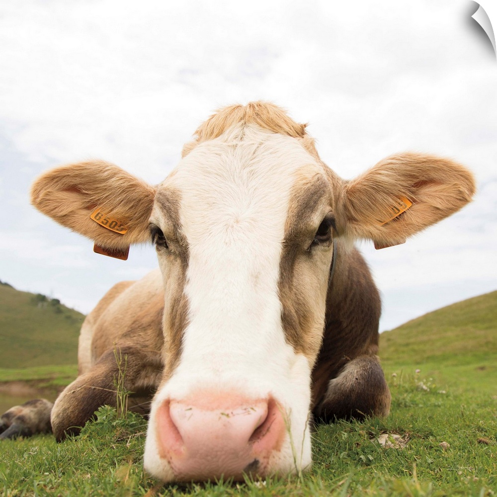 Close up photograph of a cow resting on a grassy field.