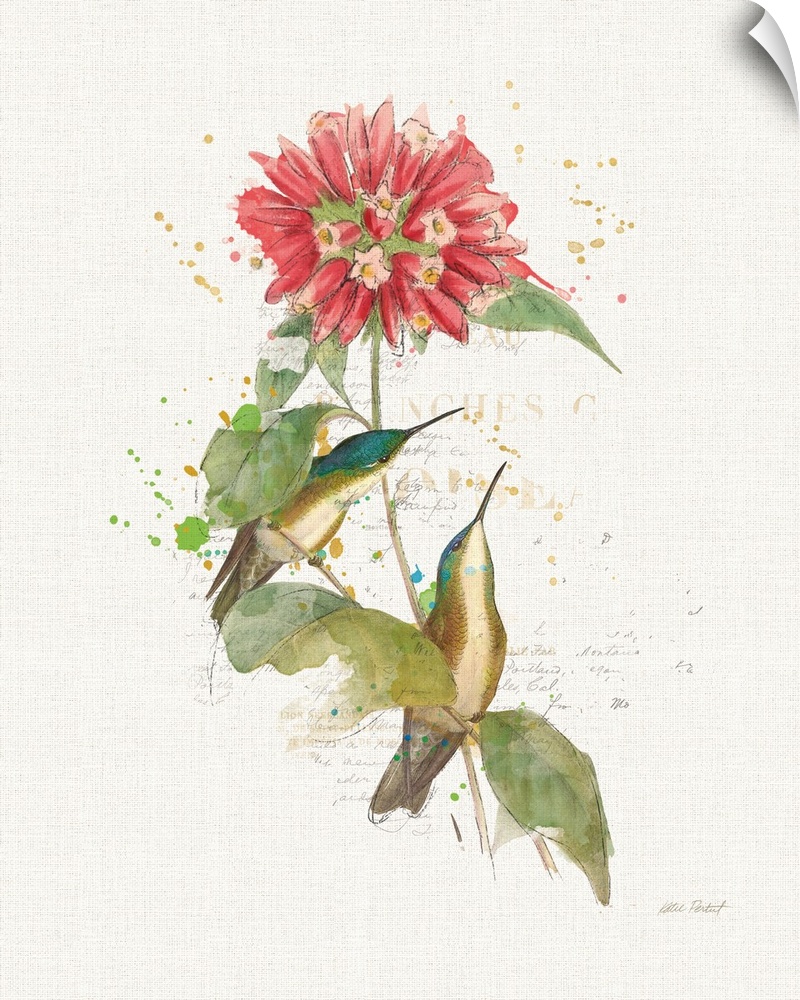 Watercolor painting of a pink flower with two blue hummingbirds and paint splatter with faded text on the background.