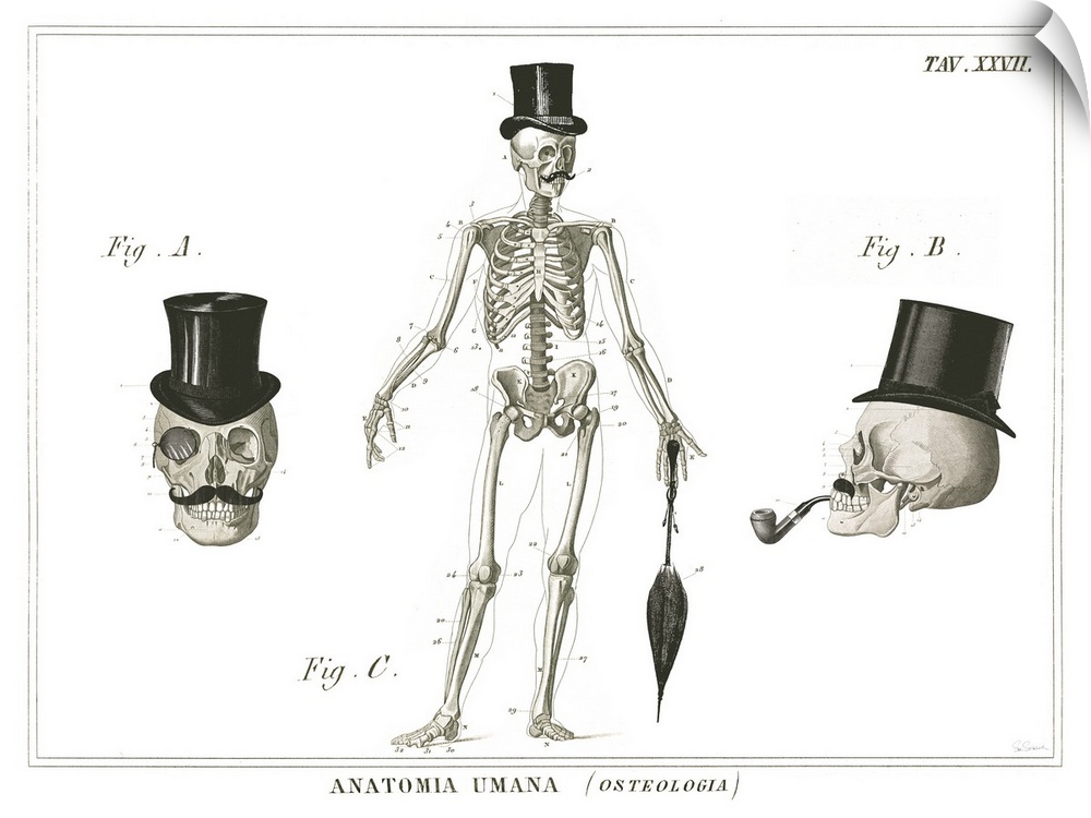 Anatomical artwork of the human skull and skeleton wearing top hats.