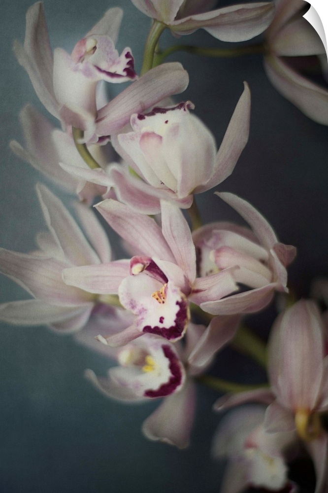 A close-up photograph of pink orchids.