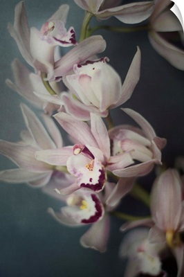 Dark Orchid I