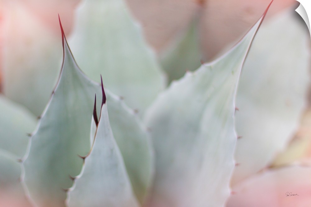 Dreamy photograph of a cactus with a pink tone overlay.