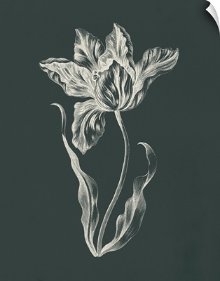 Eden Tulips II